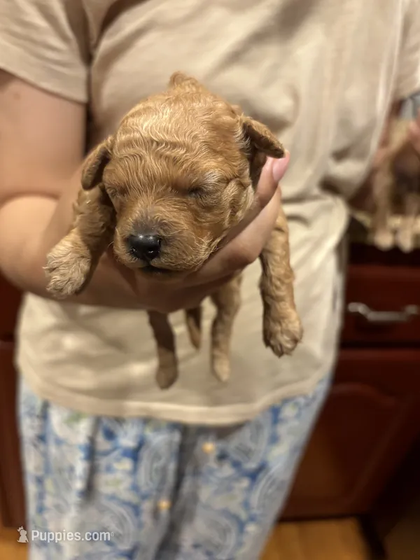Fish – Poodle - Toy  puppy for sale in Scottsdale, AZ