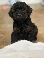 Bronx, a male Poodle - Toy  for sale in Scottsdale, AZ – 2 of 4