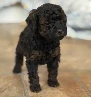 Bronx, a male Poodle - Toy  for sale in Scottsdale, AZ – 1 of 4