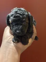 Bronx, a male Poodle - Toy  for sale in Scottsdale, AZ – Photo 1 of 4