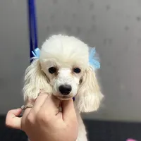 Snow, a female Poodle - Toy  for sale in Scottsdale, AZ – Photo 1 of 2