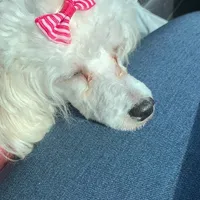 Snow, a female Poodle - Toy  for sale in Scottsdale, AZ – Photo 2 of 2