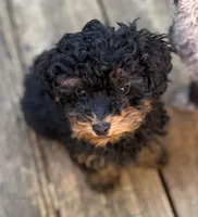 Brooklyn , a female Poodle - Toy  for sale in Scottsdale, AZ – 2 of 4