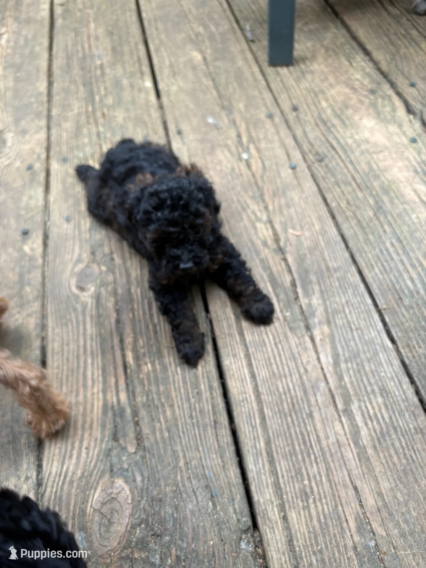 Bronx, a male Poodle - Toy  for sale in Scottsdale, AZ – 4 of 4