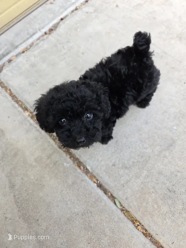 Madison – Poodle - Toy  puppy for sale in Scottsdale, AZ