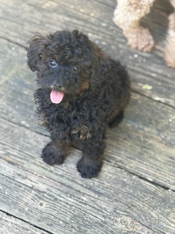 Bronx – Poodle - Toy  puppy for sale in Scottsdale, AZ