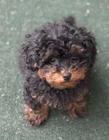Brooklyn , a female Poodle - Toy  for sale in Scottsdale, AZ – 1 of 4