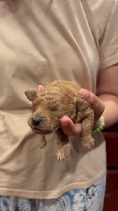 Shrimp, a male Poodle - Toy  for sale in Scottsdale, AZ – 3 of 3