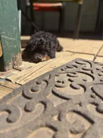 Brooklyn , a female Poodle - Toy  for sale in Scottsdale, AZ – 3 of 4
