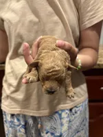 Shrimp, a male Poodle - Toy  for sale in Scottsdale, AZ – 2 of 3
