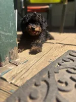 Brooklyn , a female Poodle - Toy  for sale in Scottsdale, AZ – 4 of 4