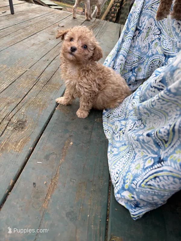 Wish, a male Poodle - Toy  for sale in Scottsdale, AZ – Photo 1 of 1