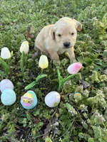 Leia , a female Golden Retriever for sale in Climax Springs, MO – Photo 3 of 7