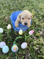Leia , a female Golden Retriever for sale in Climax Springs, MO – Photo 4 of 7
