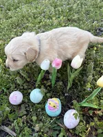 Leia , a female Golden Retriever for sale in Climax Springs, MO – Photo 5 of 7