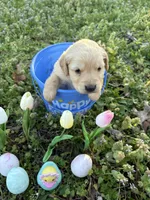 Leia , a female Golden Retriever for sale in Climax Springs, MO – Photo 1 of 7