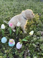 Leia , a female Golden Retriever for sale in Climax Springs, MO – Photo 7 of 7