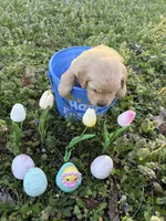 Leia , a female Golden Retriever for sale in Climax Springs, MO – Photo 6 of 7