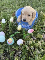 Leia , a female Golden Retriever for sale in Climax Springs, MO – Photo 2 of 7