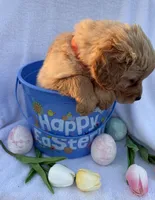Star, a female Golden Retriever for sale in Climax Springs, MO – Photo 5 of 5