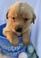 Star, a female Golden Retriever for sale in Climax Springs, MO – Photo 4 of 5