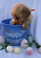 Star, a female Golden Retriever for sale in Climax Springs, MO – Photo 3 of 5