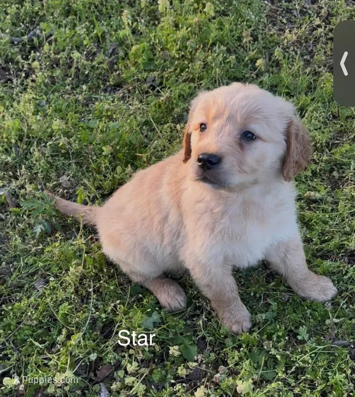 Star – Golden Retriever puppy for sale in Climax Springs, MO