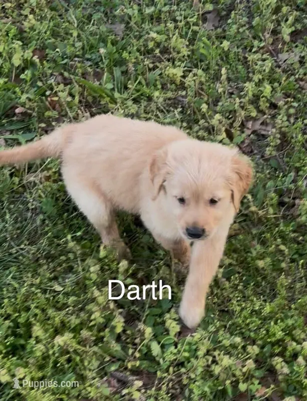 Darth – Golden Retriever puppy for sale in Climax Springs, MO