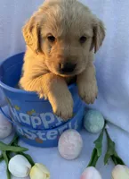 Darth, a male Golden Retriever for sale in Climax Springs, MO – Photo 2 of 5