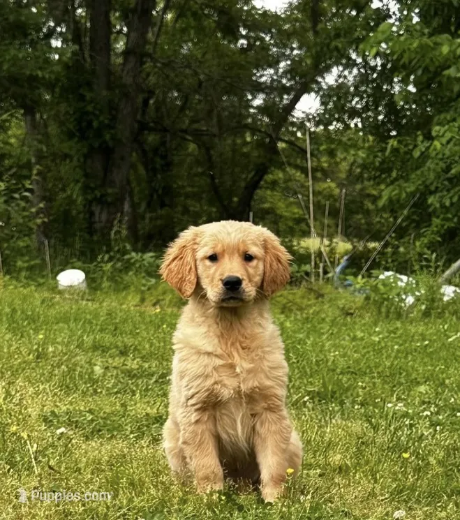 R2D2  – Golden Retriever puppy for sale in Climax Springs, MO