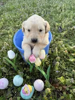 Chewie, a male Golden Retriever for sale in Climax Springs, MO – Photo 2 of 4