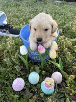 Chewie, a male Golden Retriever for sale in Climax Springs, MO – Photo 3 of 4