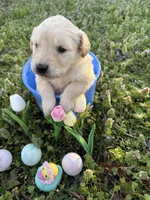 Chewie, a male Golden Retriever for sale in Climax Springs, MO – Photo 1 of 4