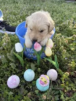 Chewie, a male Golden Retriever for sale in Climax Springs, MO – Photo 4 of 4