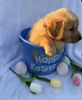 Anakin, a male Golden Retriever for sale in Climax Springs, MO – Photo 3 of 4