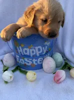 Anakin, a male Golden Retriever for sale in Climax Springs, MO – Photo 2 of 4