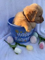 Anakin, a male Golden Retriever for sale in Climax Springs, MO – Photo 4 of 4