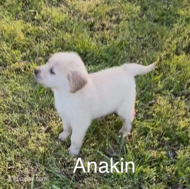 Anakin – Golden Retriever puppy for sale in Climax Springs, MO