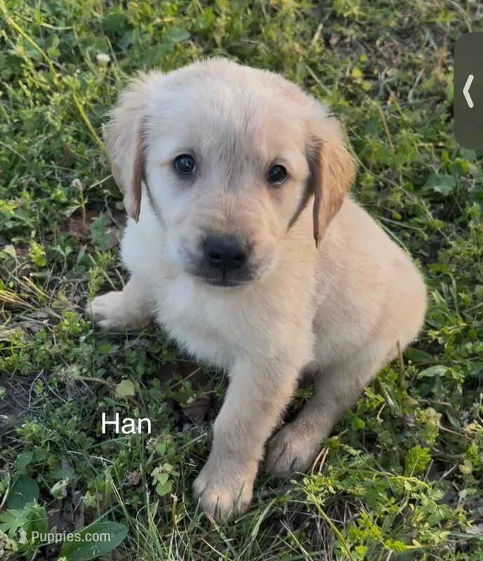 Han – Golden Retriever puppy for sale in Climax Springs, MO