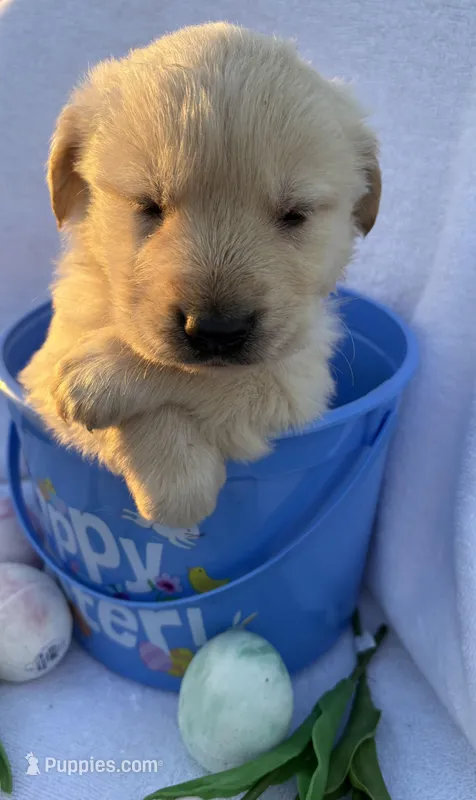 Han – Golden Retriever puppy for sale in Climax Springs, MO