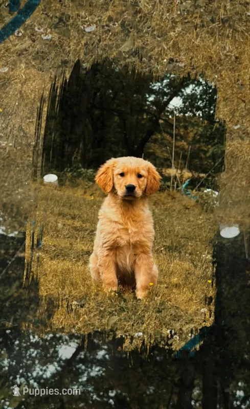 R2-D2 – Golden Retriever puppy for sale in Climax Springs, MO