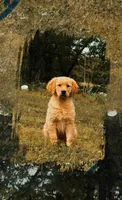 R2-D2, a male Golden Retriever for sale in Climax Springs, MO – 1 of 5