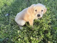 Jade, a female Golden Retriever for sale in Climax Springs, MO – Photo 5 of 5