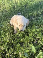 Jade, a female Golden Retriever for sale in Climax Springs, MO – Photo 4 of 5