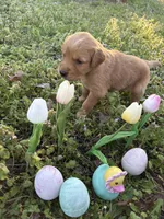 Rey, a female Golden Retriever for sale in Climax Springs, MO – Photo 3 of 6