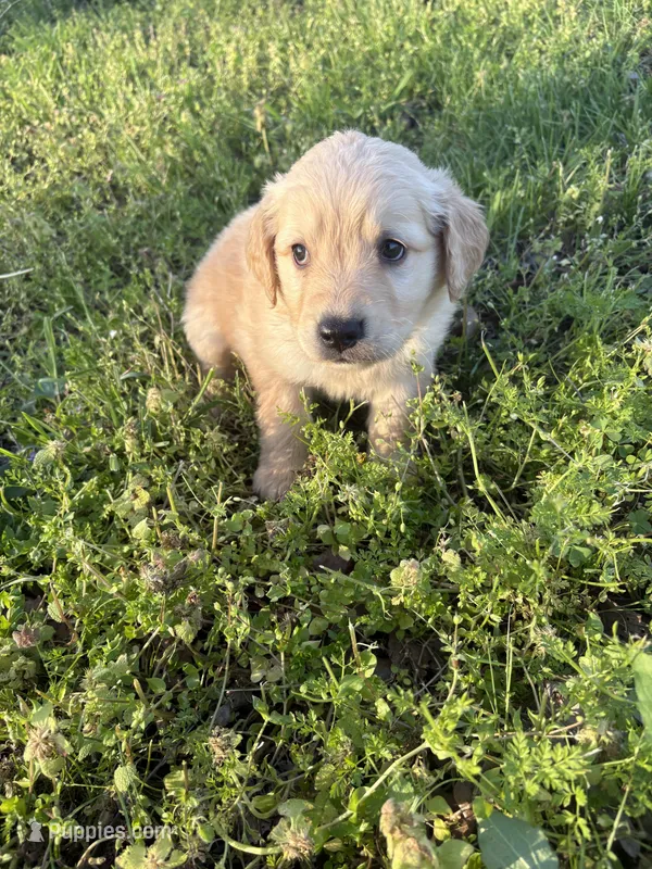 Jade – Golden Retriever puppy for sale in Climax Springs, MO