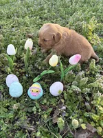 Rey, a female Golden Retriever for sale in Climax Springs, MO – Photo 6 of 6