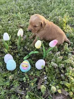 Rey, a female Golden Retriever for sale in Climax Springs, MO – Photo 5 of 6