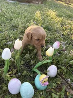 Rey, a female Golden Retriever for sale in Climax Springs, MO – Photo 1 of 6