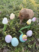 Rey, a female Golden Retriever for sale in Climax Springs, MO – Photo 4 of 6